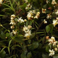 Calophyllum walkeri Wight